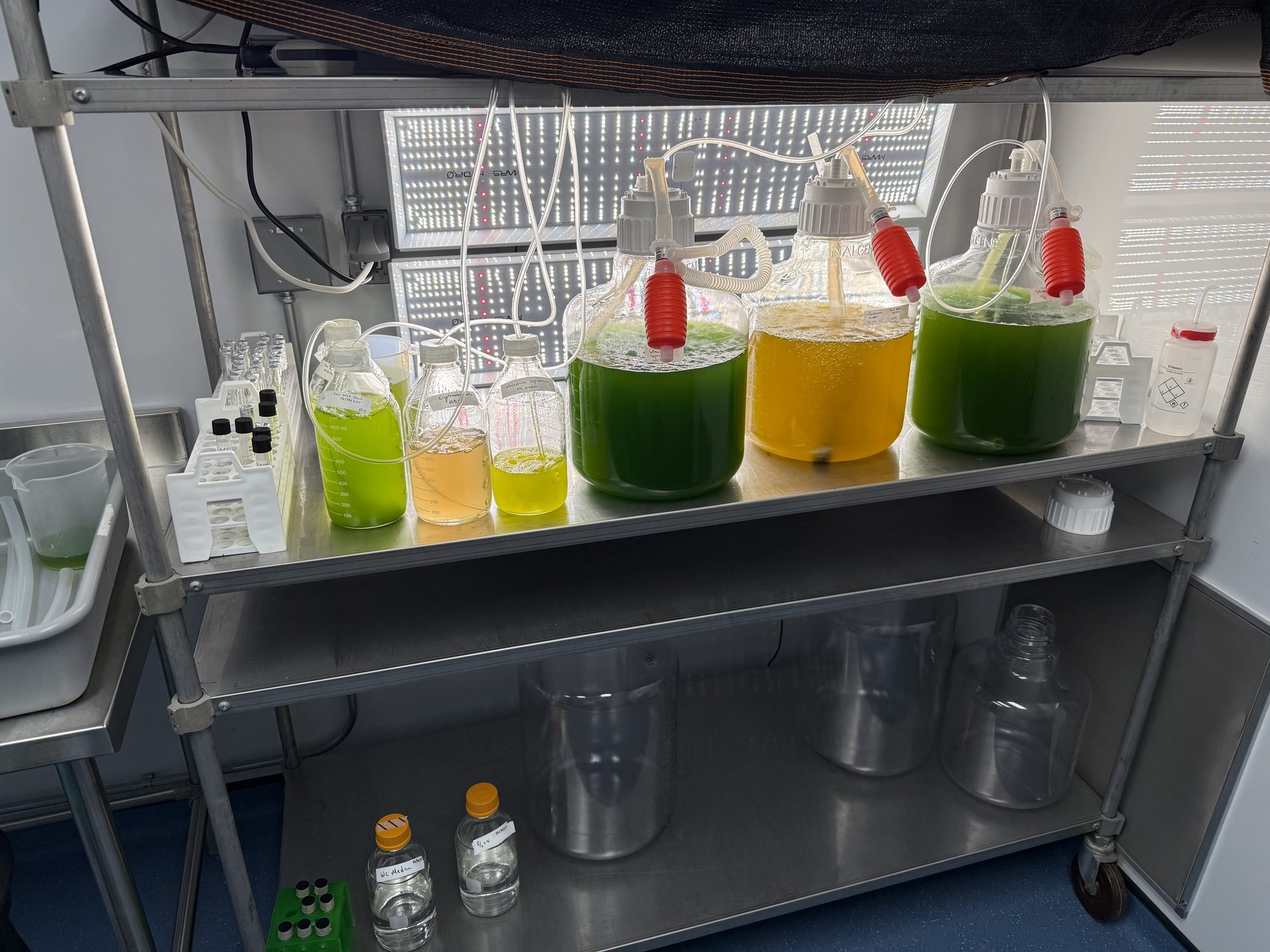Phytoplankton cultures in flasks on a lit culture shelf
